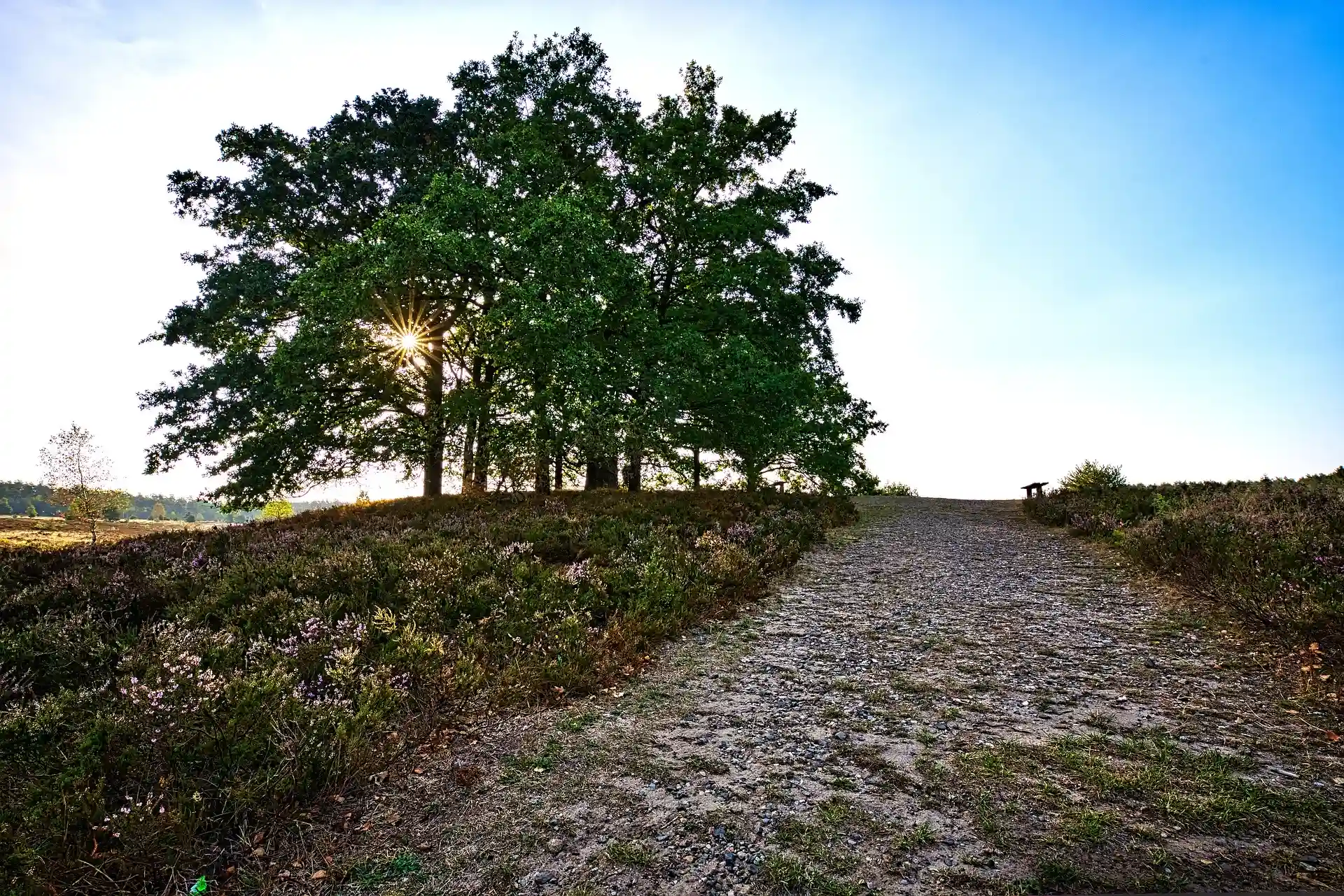 Lüneburger Heide